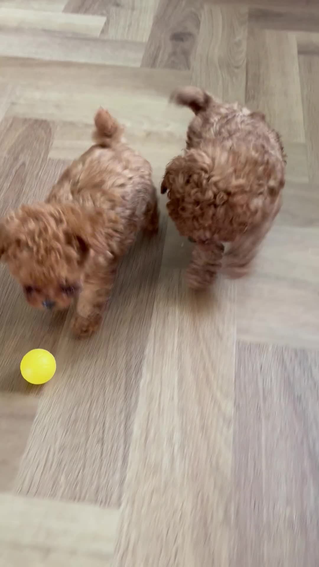 Cavapoo dogs for sale: Reduced & Ready! Tiny toy boy Cavapoos - Video 1