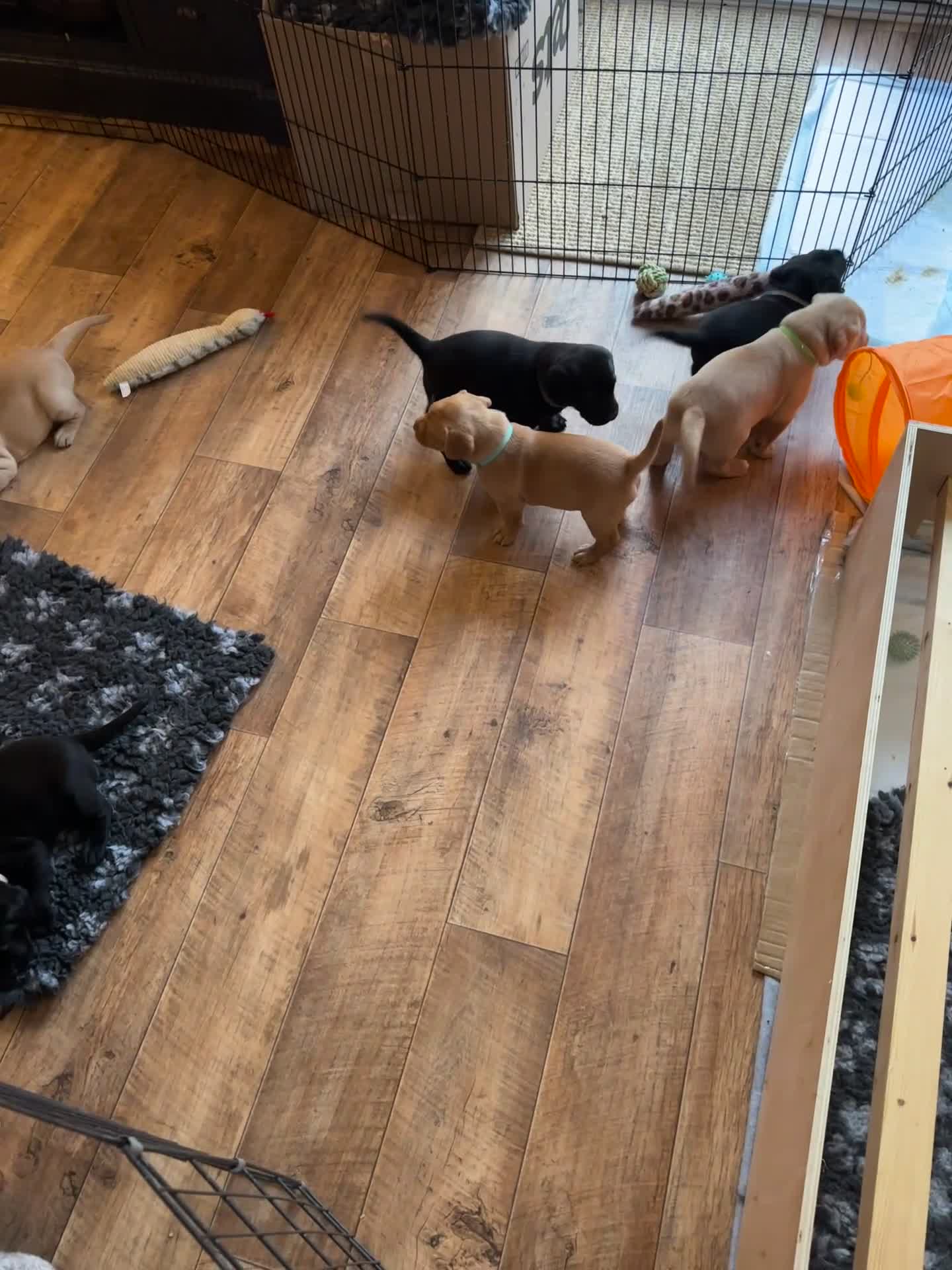 Labrador Retriever dogs for sale: Stunning KC registered Red & Black puppies - Video 5