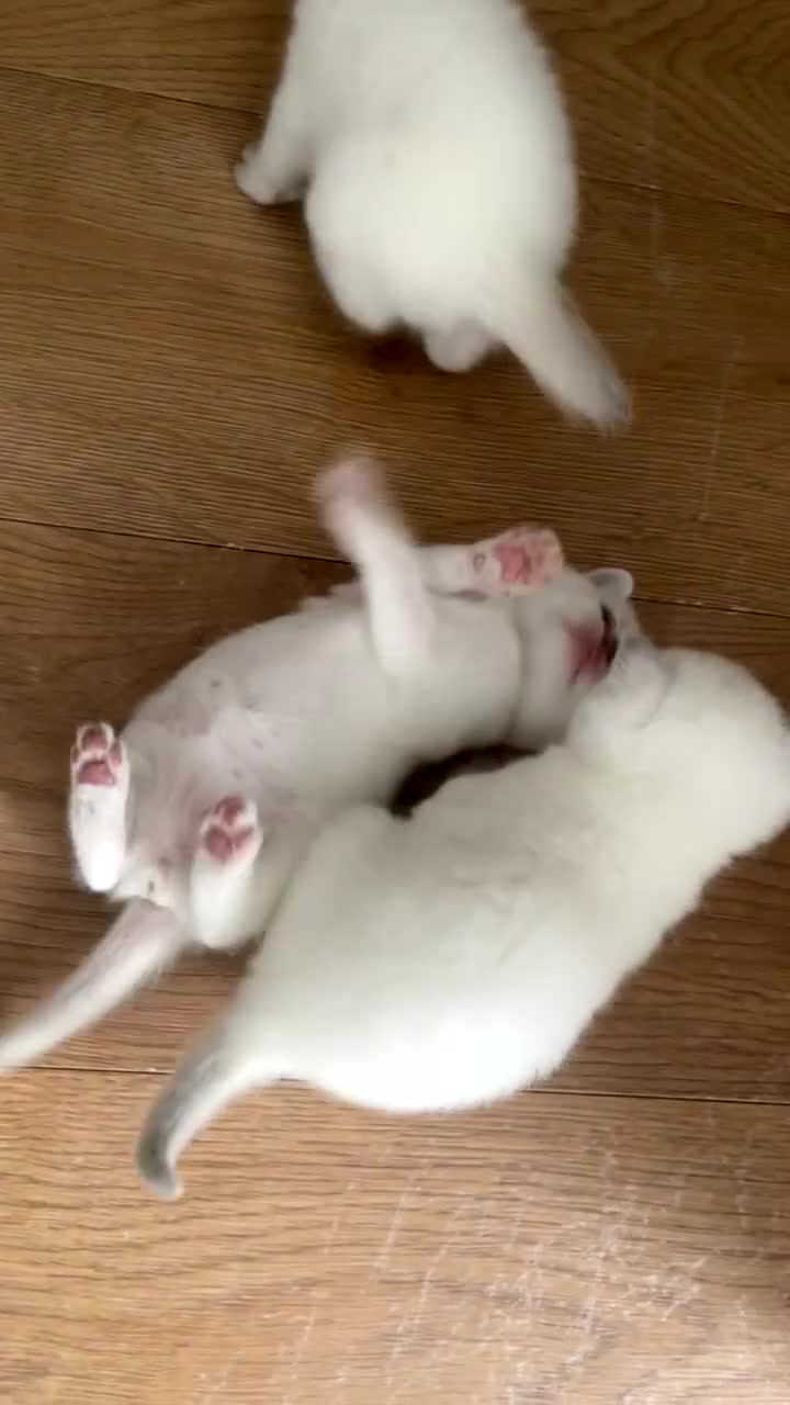 British Shorthair cats for sale: British Shorthair Kittens - Video 3