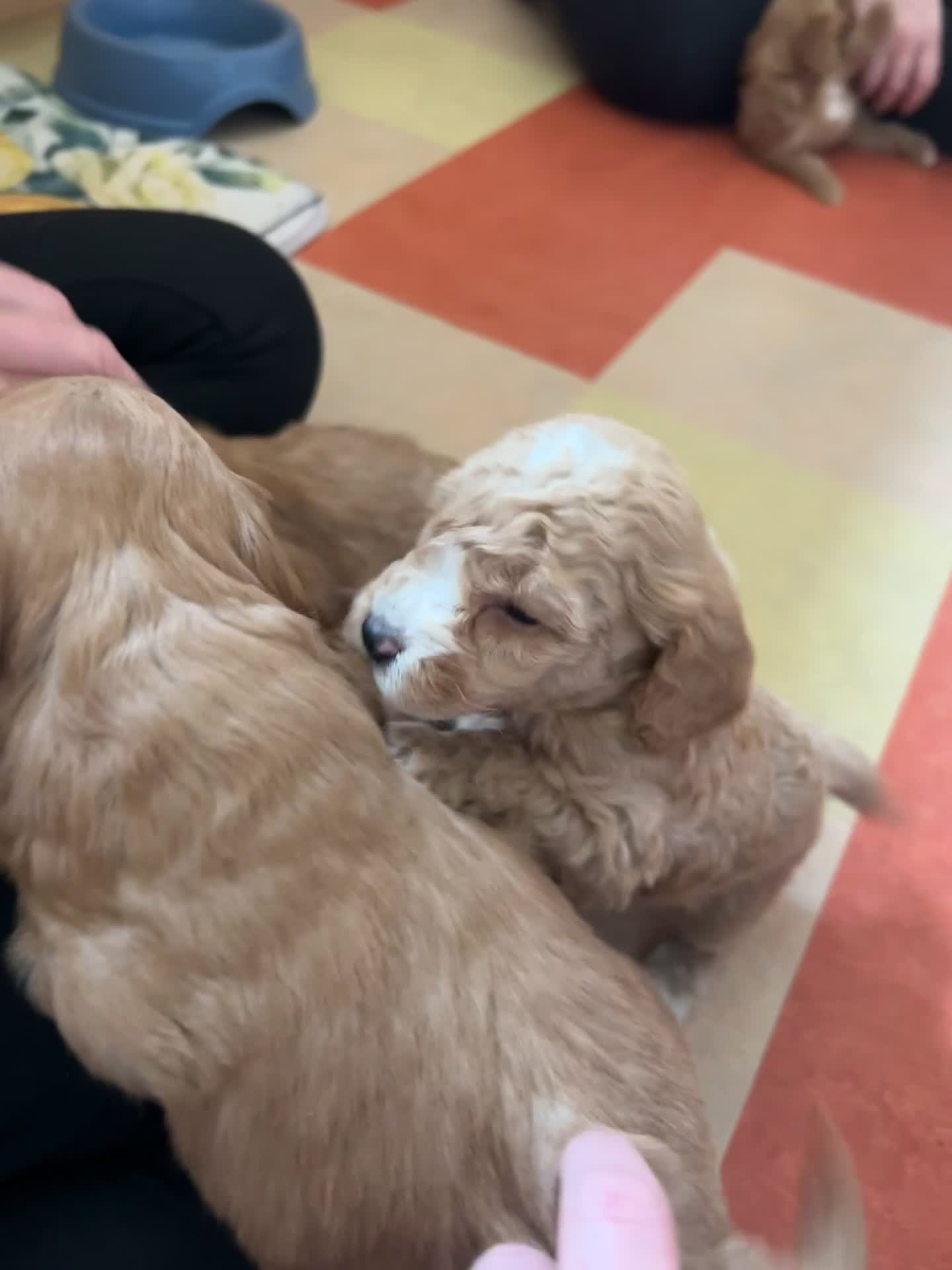 Cockapoo dogs for sale: Gorgeous cockapoo puppies, small / toy size - Video 1