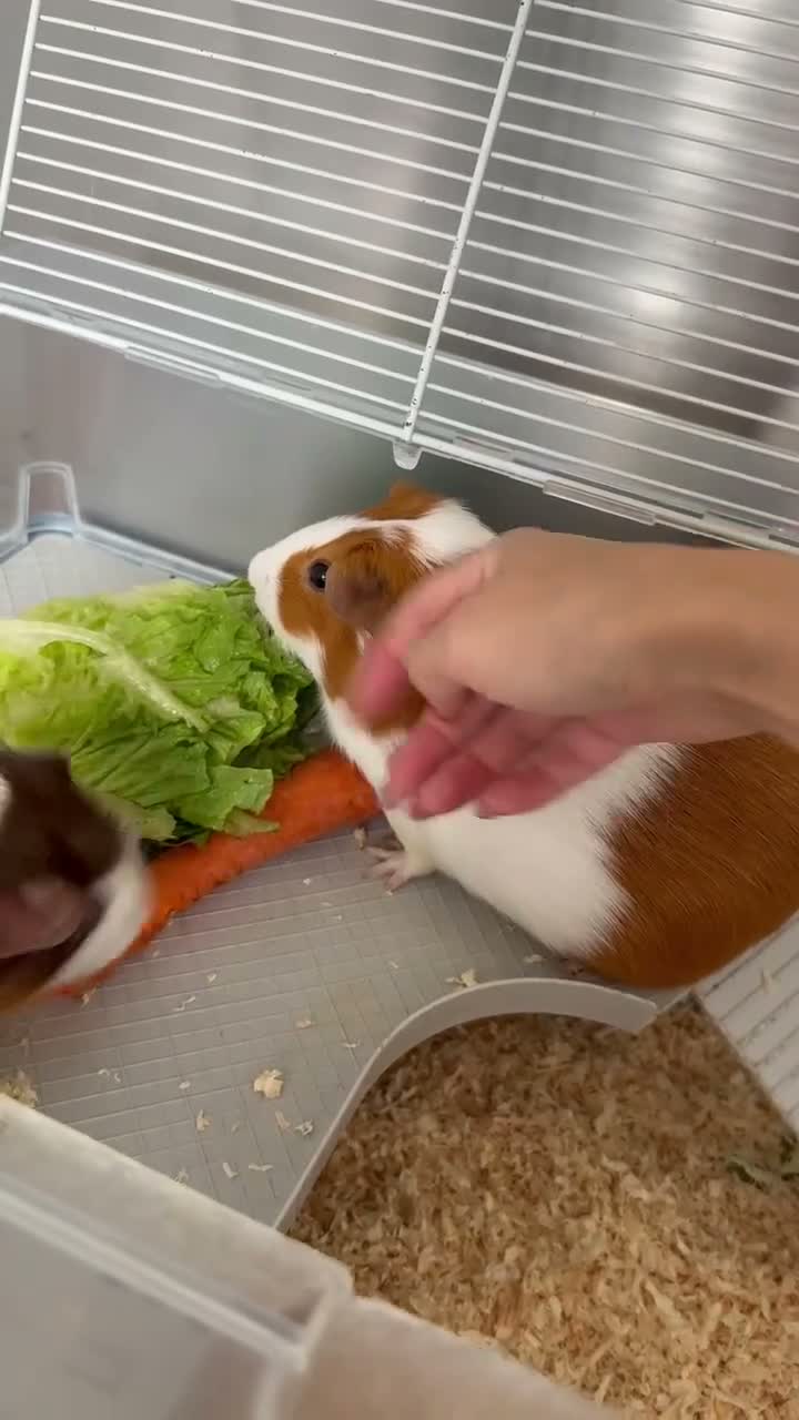 Guinea Pig rodents for sale: Young female Guinea pig and mum  - Video 2