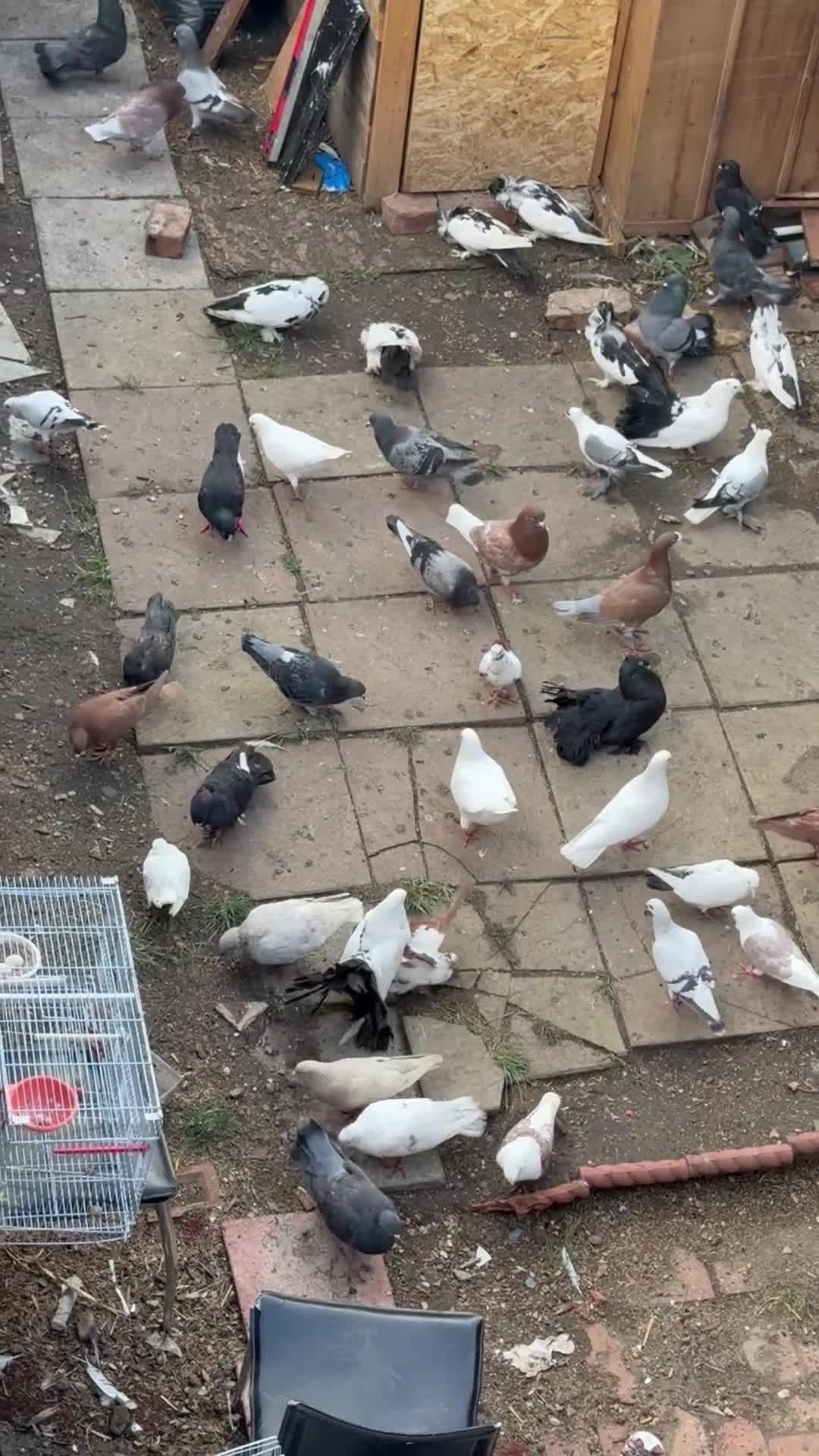 Pigeons birds for sale: Pigeons for sale - Video 1