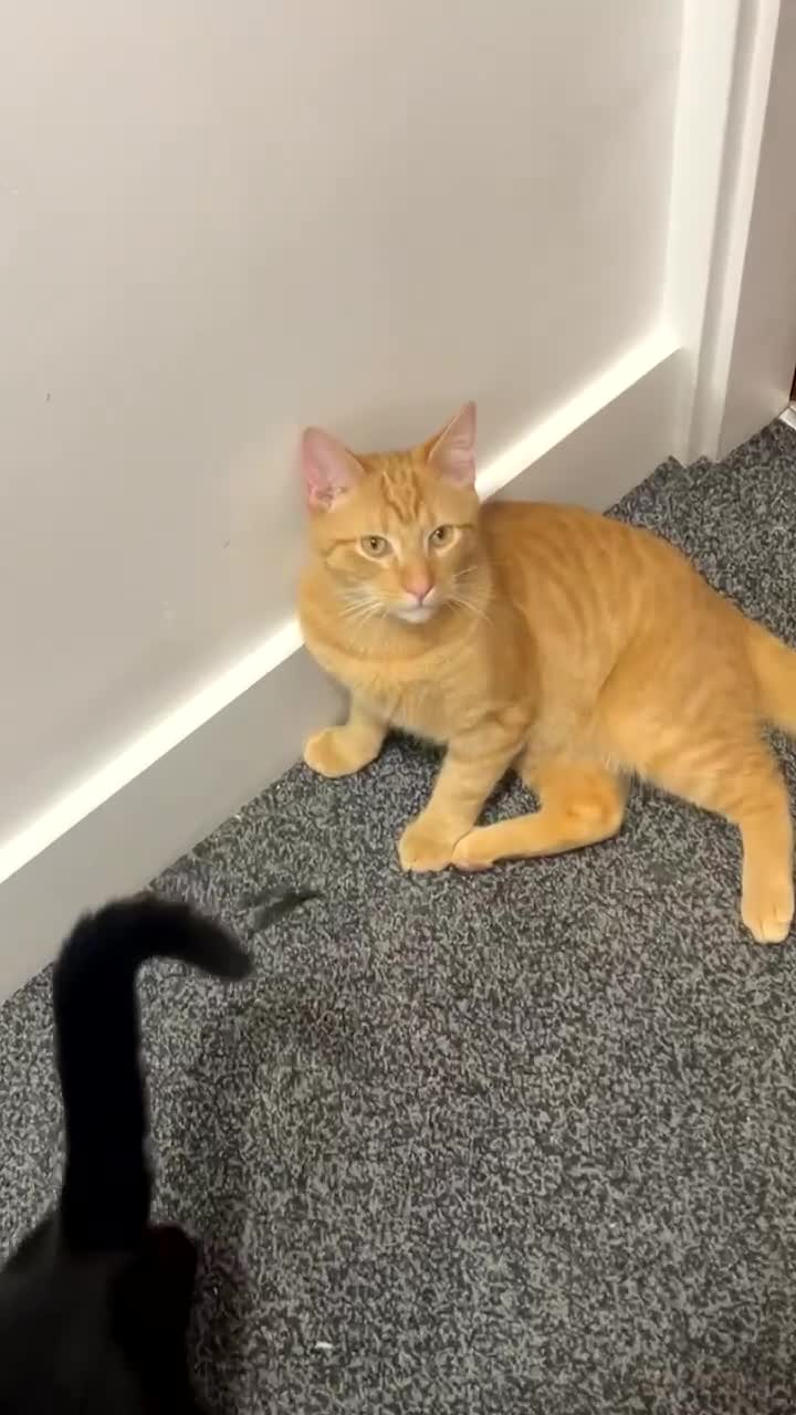 Turkish Angora cats for sale: Need new loving home for my babies  in Wolverhampton - Video 1