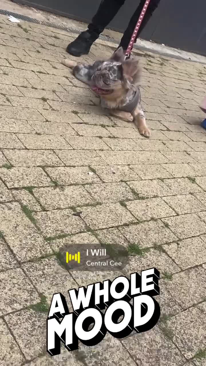 French Bulldog dogs for stud: French bulldog fluffy merle - Video 1