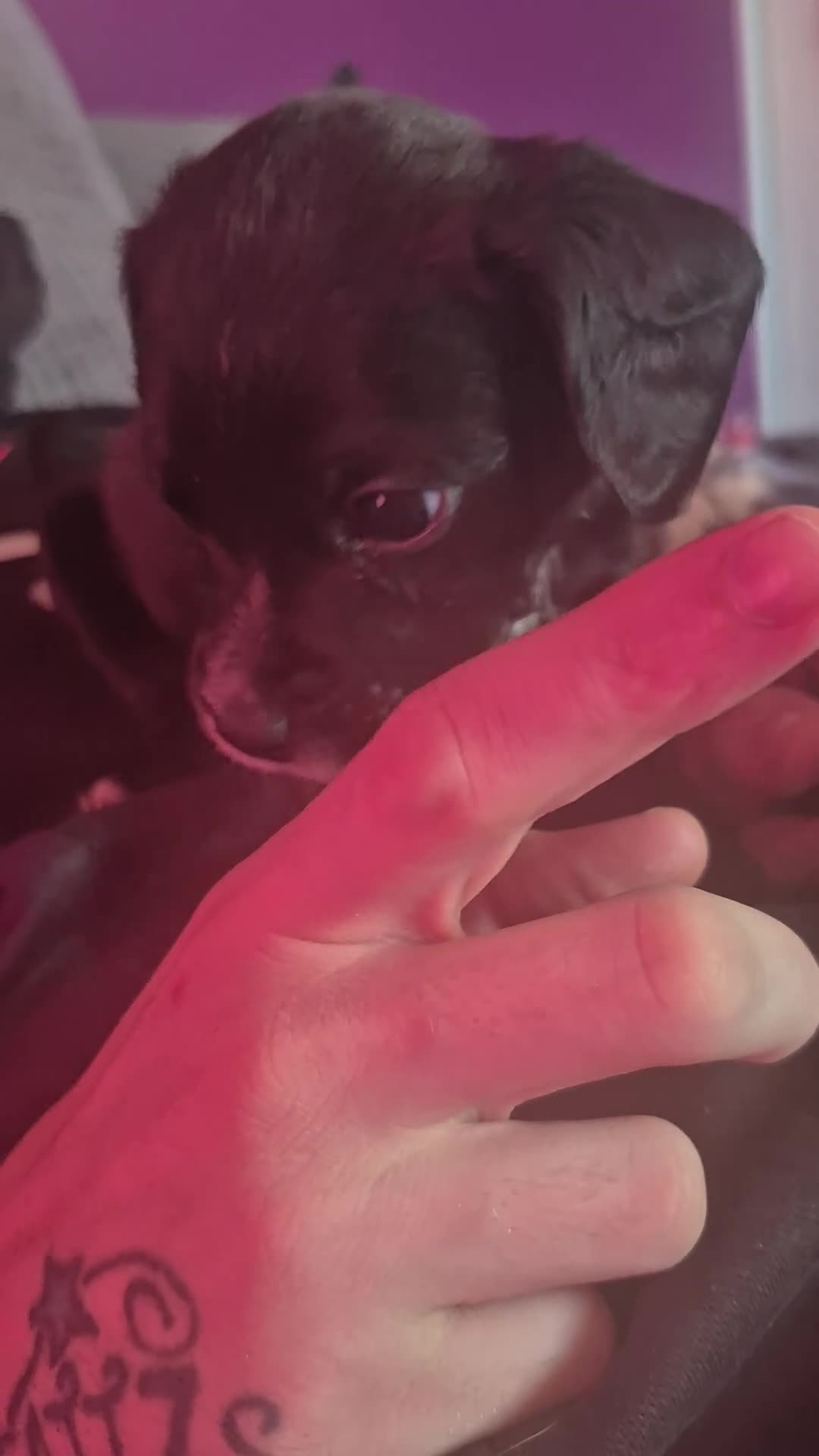 Mixed Breed dogs for sale: Bullmastiff x Springer Spaniel Puppies - Video 2