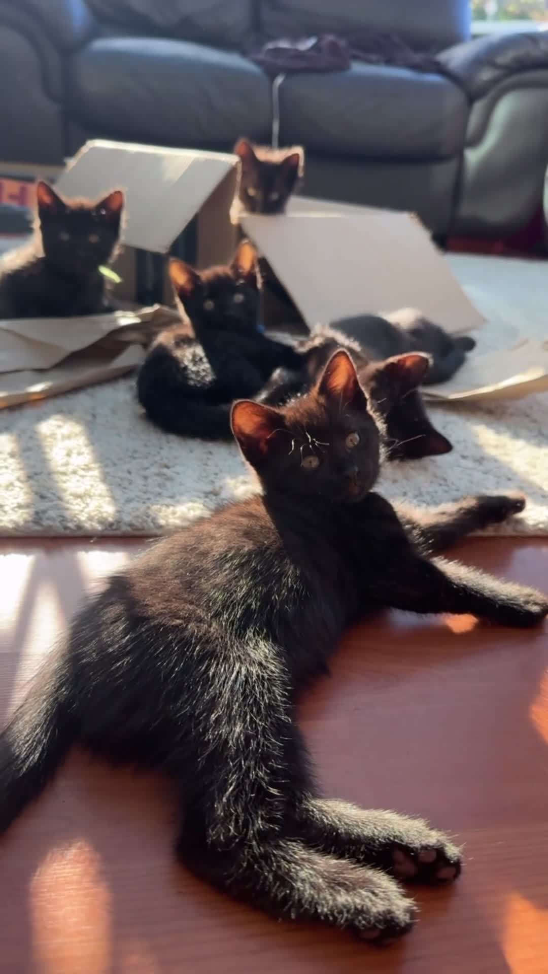Mixed Breed cats for sale: Bengal Cross Kittens – Ready to Leave - Video 1