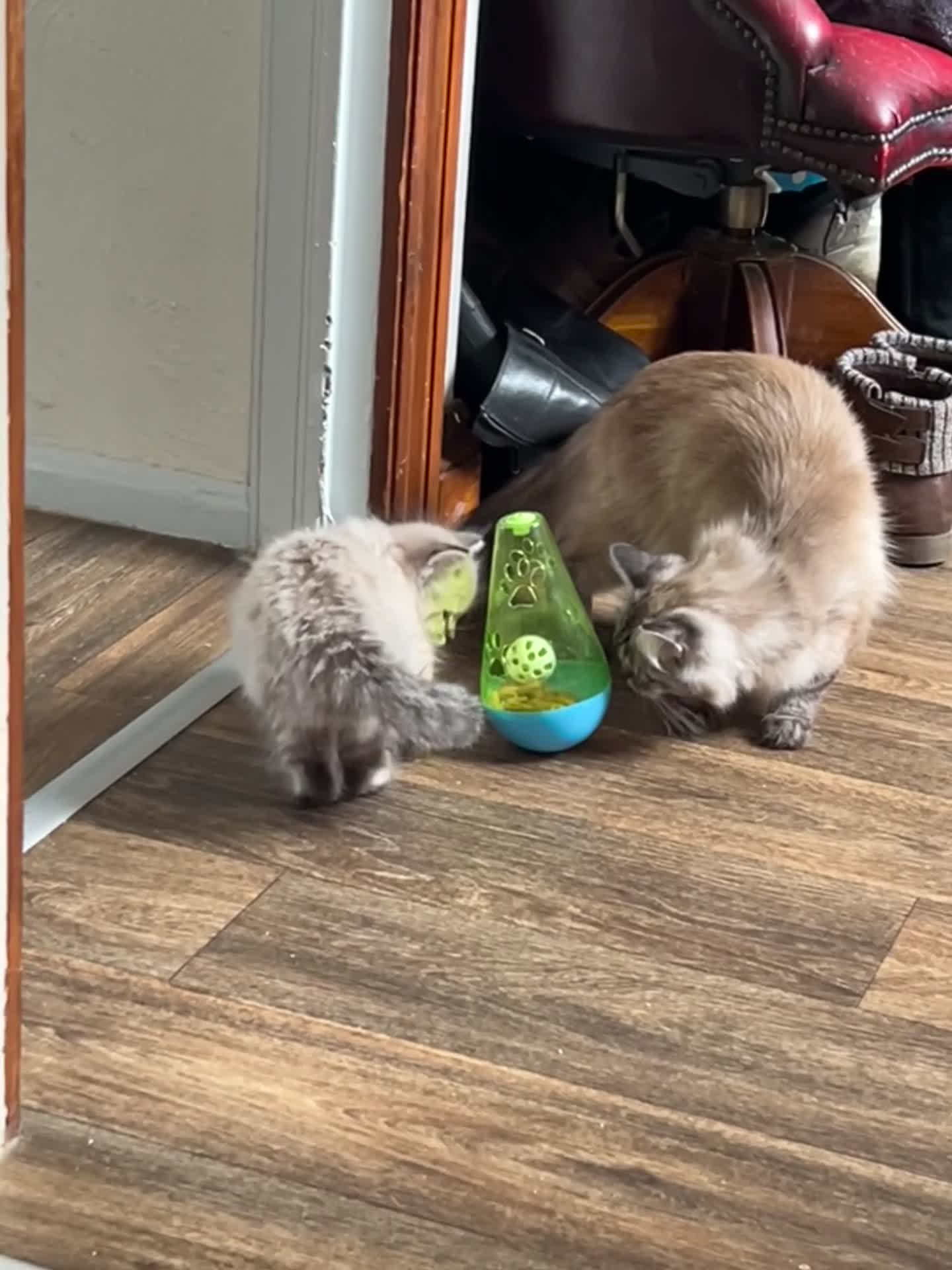 Ragdoll cats for sale: Full bread male ragdoll seal mink lynx - Video 1