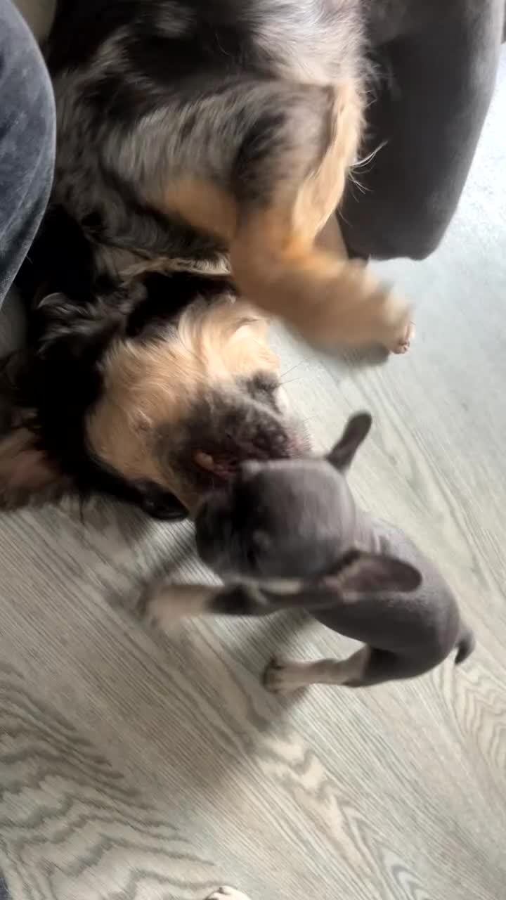 French Bulldog dogs for sale: Puppy frenchies for sale - Video 1