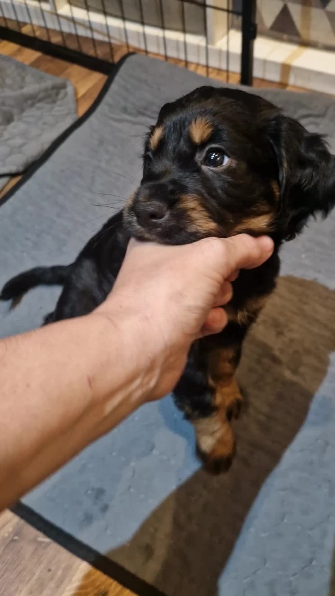 Cocker Spaniel dogs for sale: Last boy left !! working cocker spaniels - Video 1