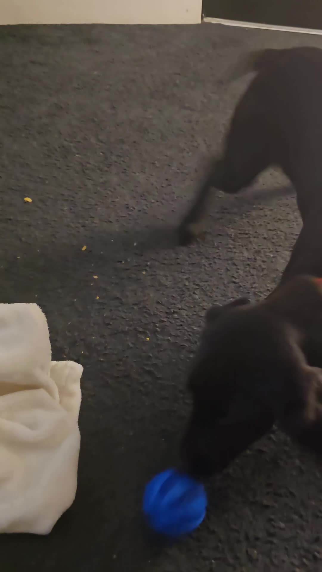 Labrador Retriever dogs for sale: Female labrador puppy  - Video 1