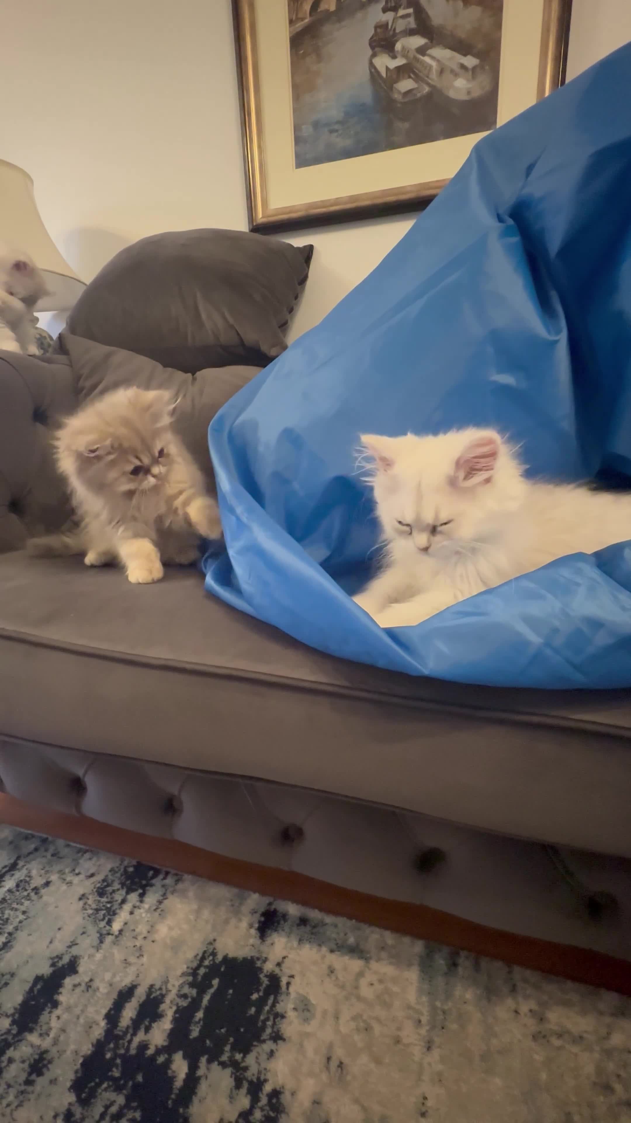 Persian cats for sale: Pure Persian chinchilla kittens  - Video 1
