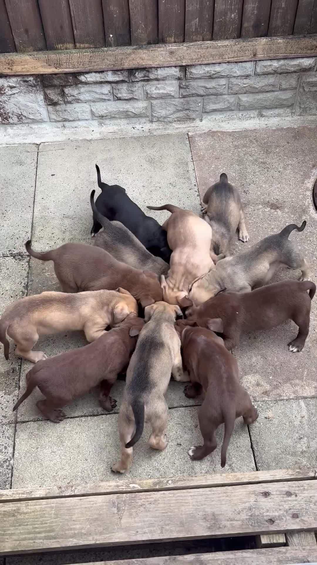 Mixed Breed dogs for sale: Bull presa pups  - Video 1