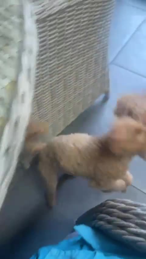 Miniature Poodle dogs for sale: Toy poodle - Video 1