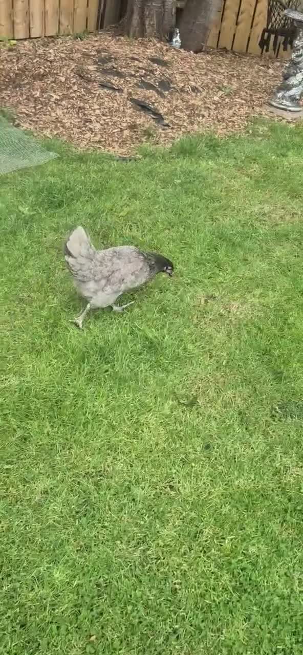 Chickens poultry for sale: Chickens for free  in Newcastle upon Tyne - Video 5