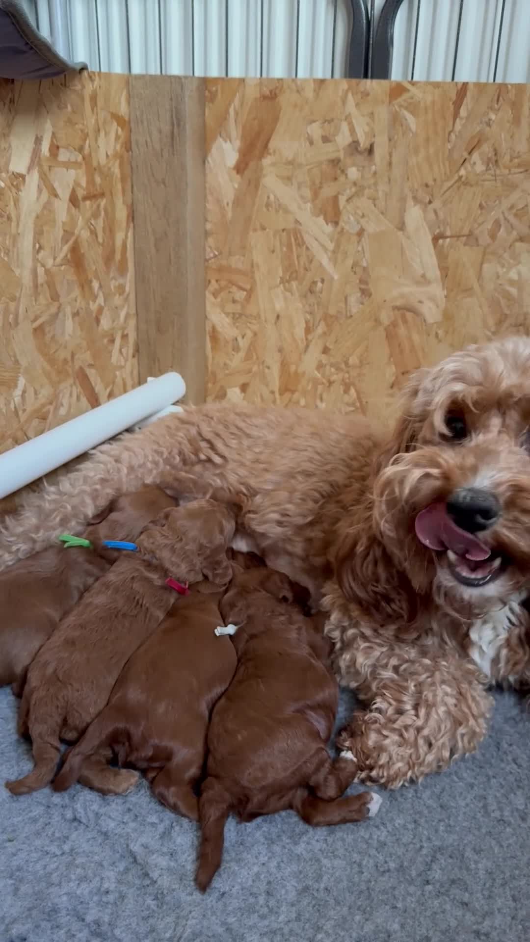 Cockapoo dogs for sale: F1b cockapoo puppies fully DNA and health tested. - Video 1