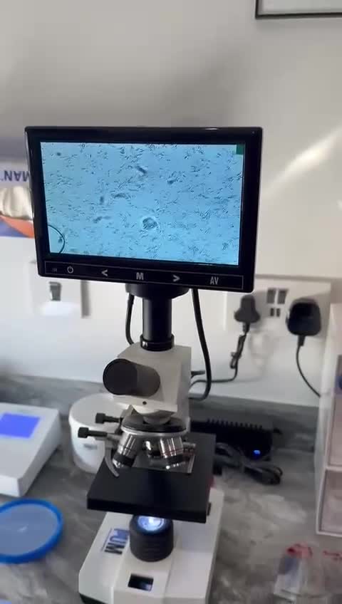 French Bulldog dogs for stud: Beautiful French Bulldog For Stud in Weston-super-Mare - Video 1