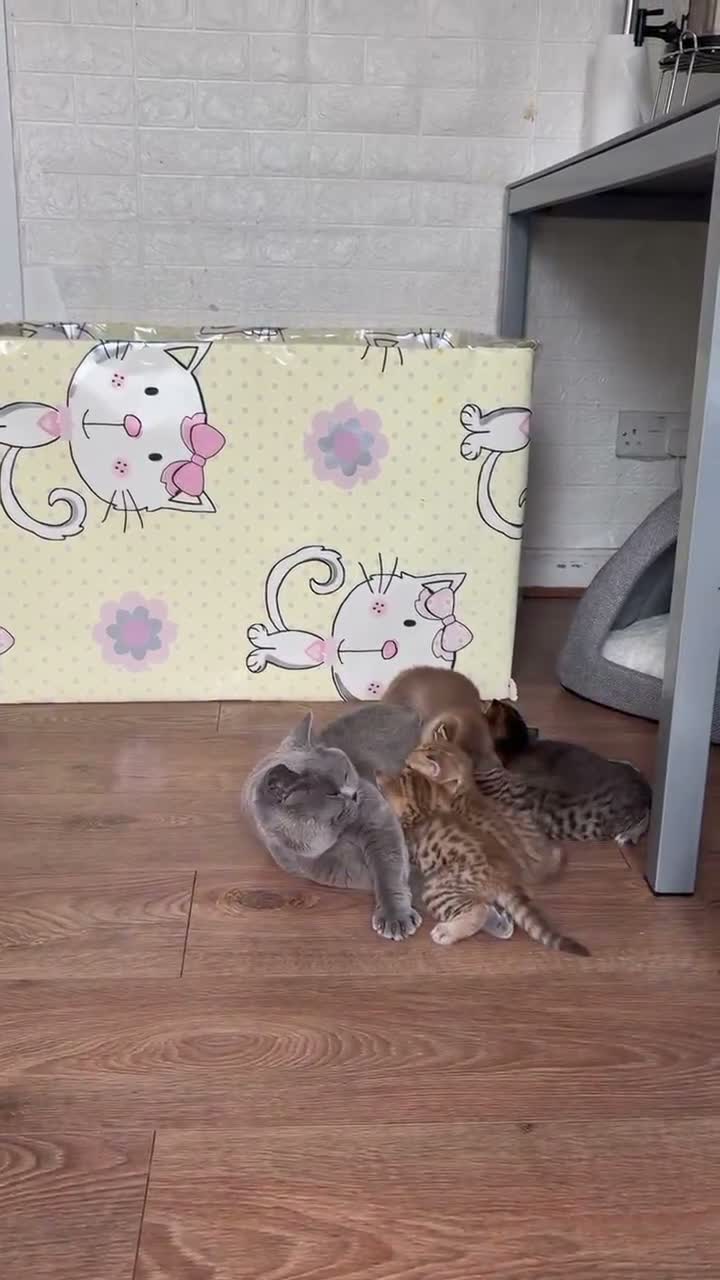 British Shorthair cats for sale: British shorthairs for sale - Video 1