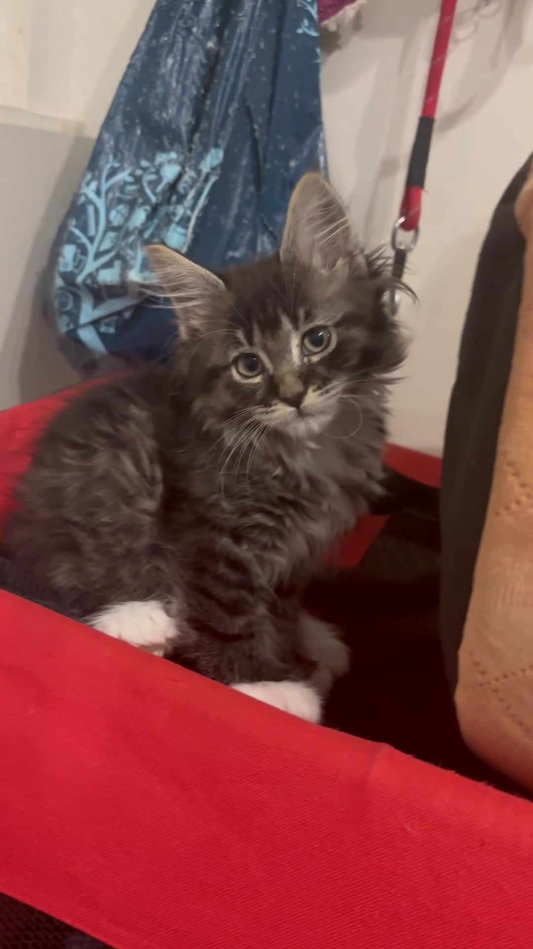 Maine Coon cats for sale: UPDATED - MAINE COON KITTENS. SOME POLYDACTYL  - Video 4