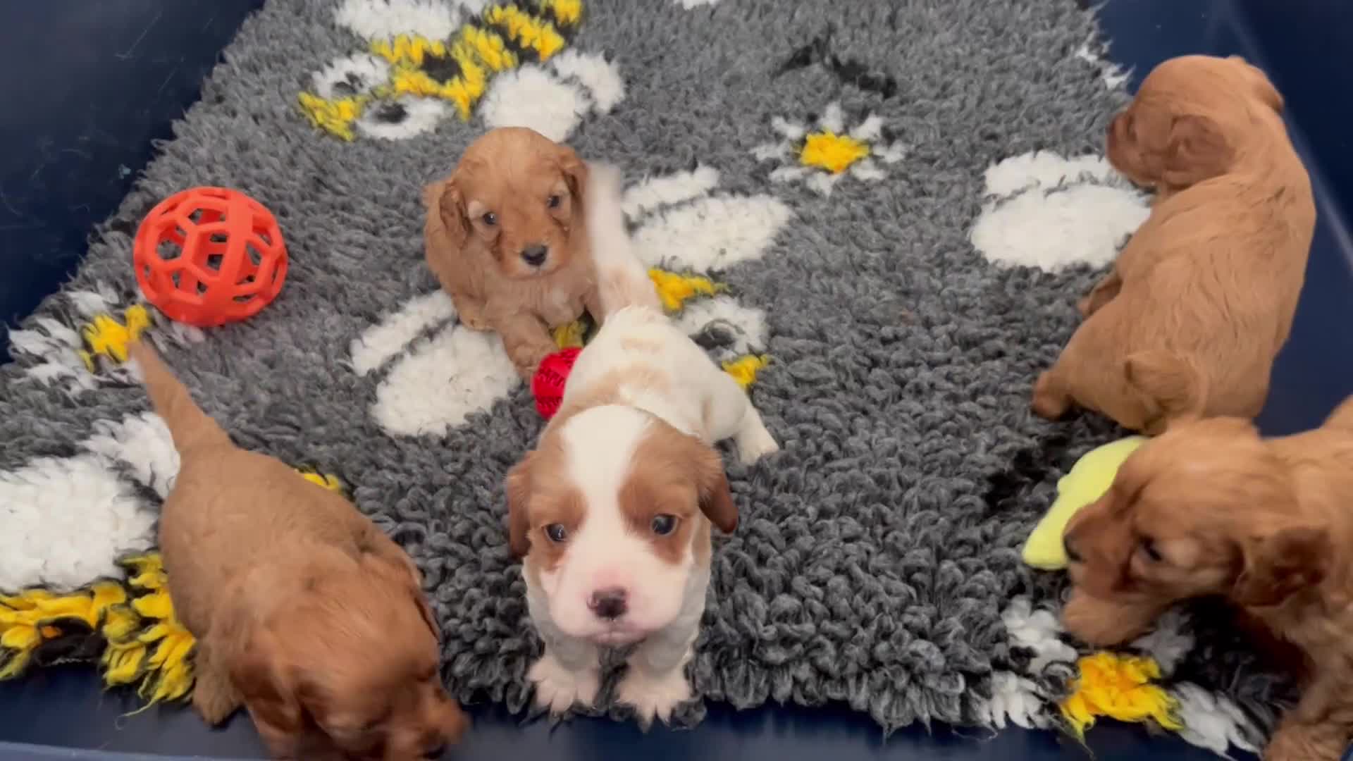 Cavapoo dogs for sale: Absolutely gorgeous cavapoo babies available. 🐾 - Video 1