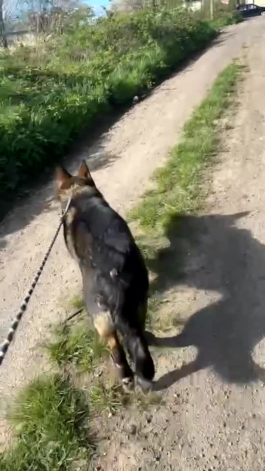 German Shepherd dogs for sale: Luna KC Registered Czech German Shepherd  in Dewsbury - Video 1