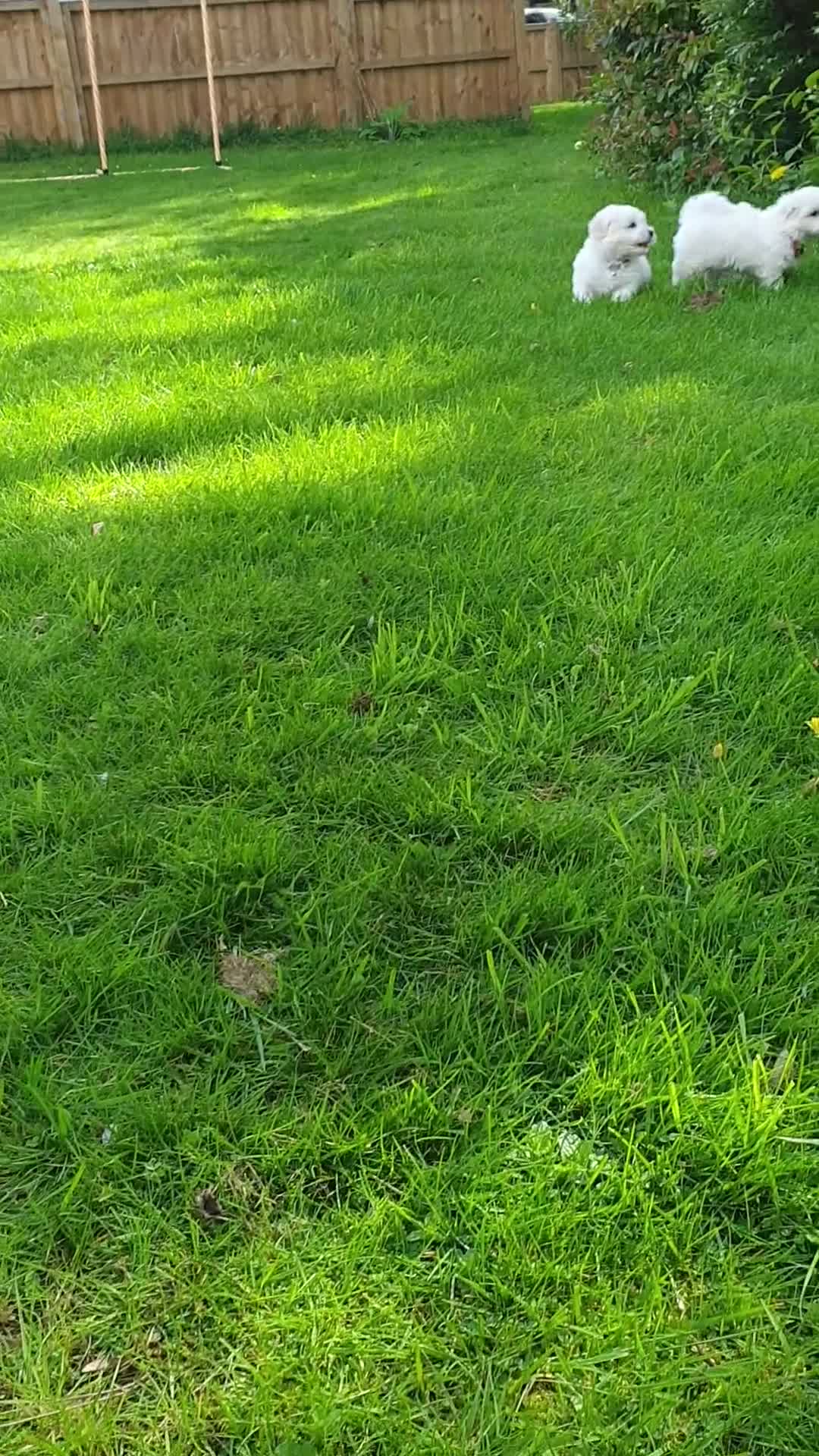 Coton De Tulear dogs for sale: K.C. Reg. Coton de Tulear, health tested parents - Video 1