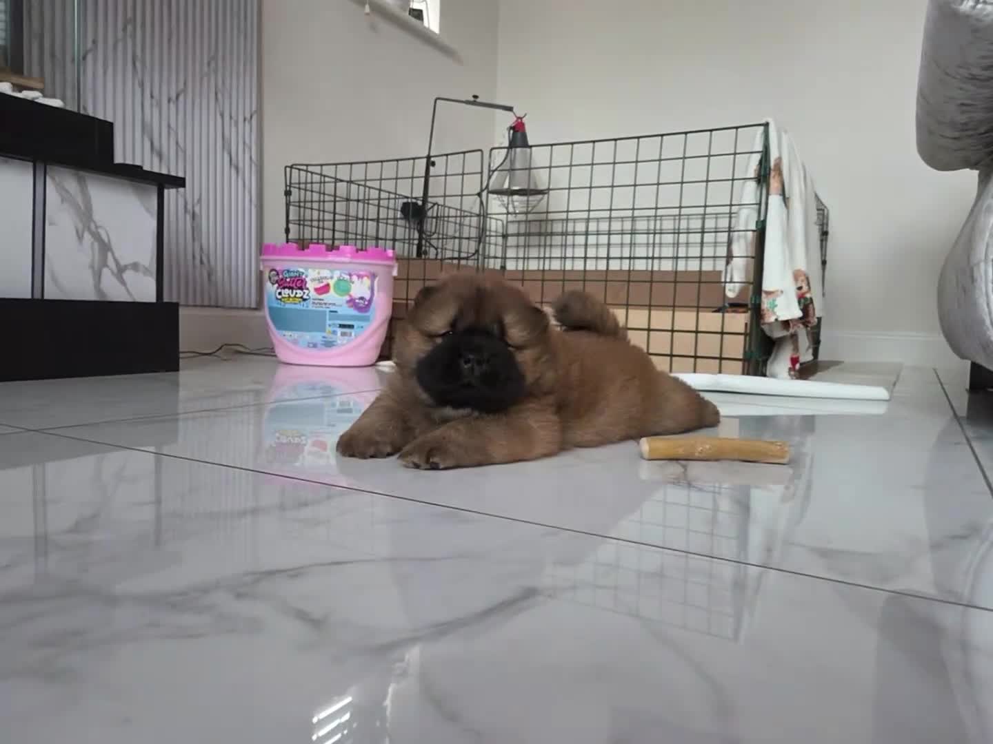 Chow Chow dogs for sale: READY NOW !!! KC REGISTERED CHOW CHOW GIRL - Video 2