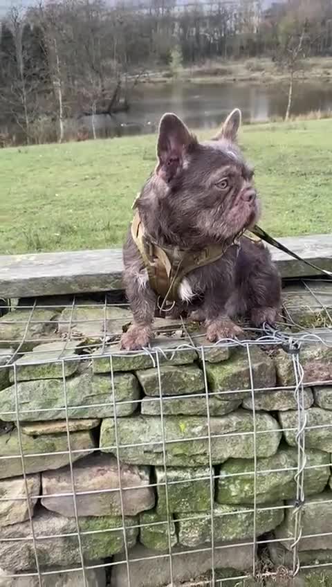 French Bulldog dogs for sale: Puppy s looking for there forever home - Video 1