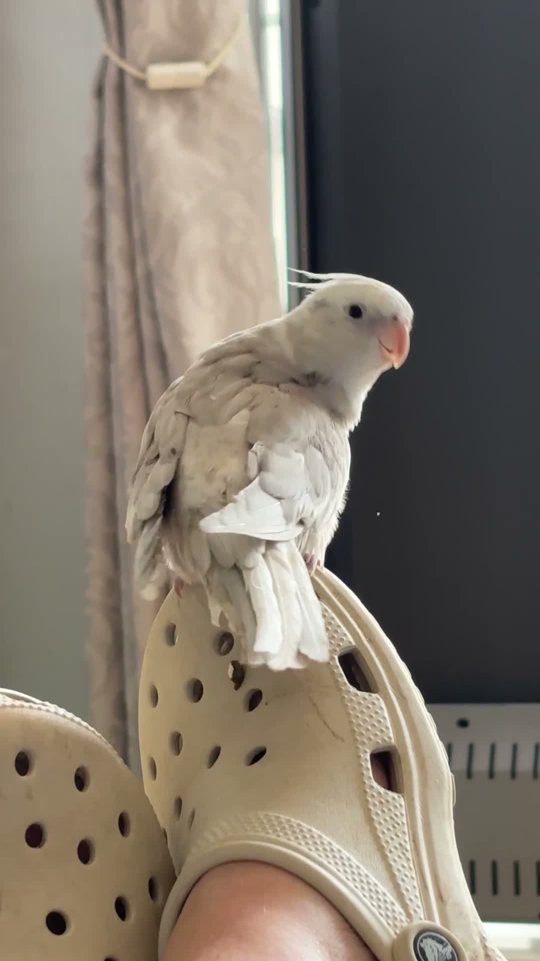Cockatiels birds for sale: Two hand-reared, exceptionally tame cockatiels - Video 1