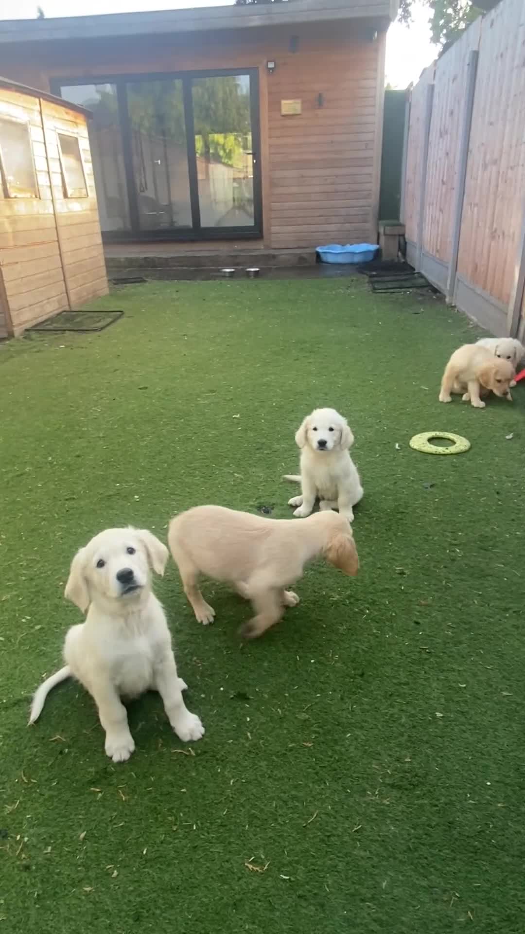 Golden Retriever dogs for sale: KC®️BEAUTIFUL GOLDEN RETRIEVER PUPPIES 🐶❤️ HIP ✅  - Video 3