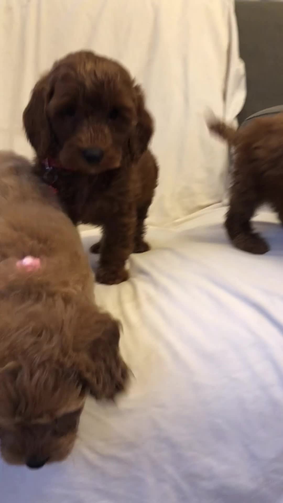 Cockapoo dogs for sale: Cockapoos - Video 1