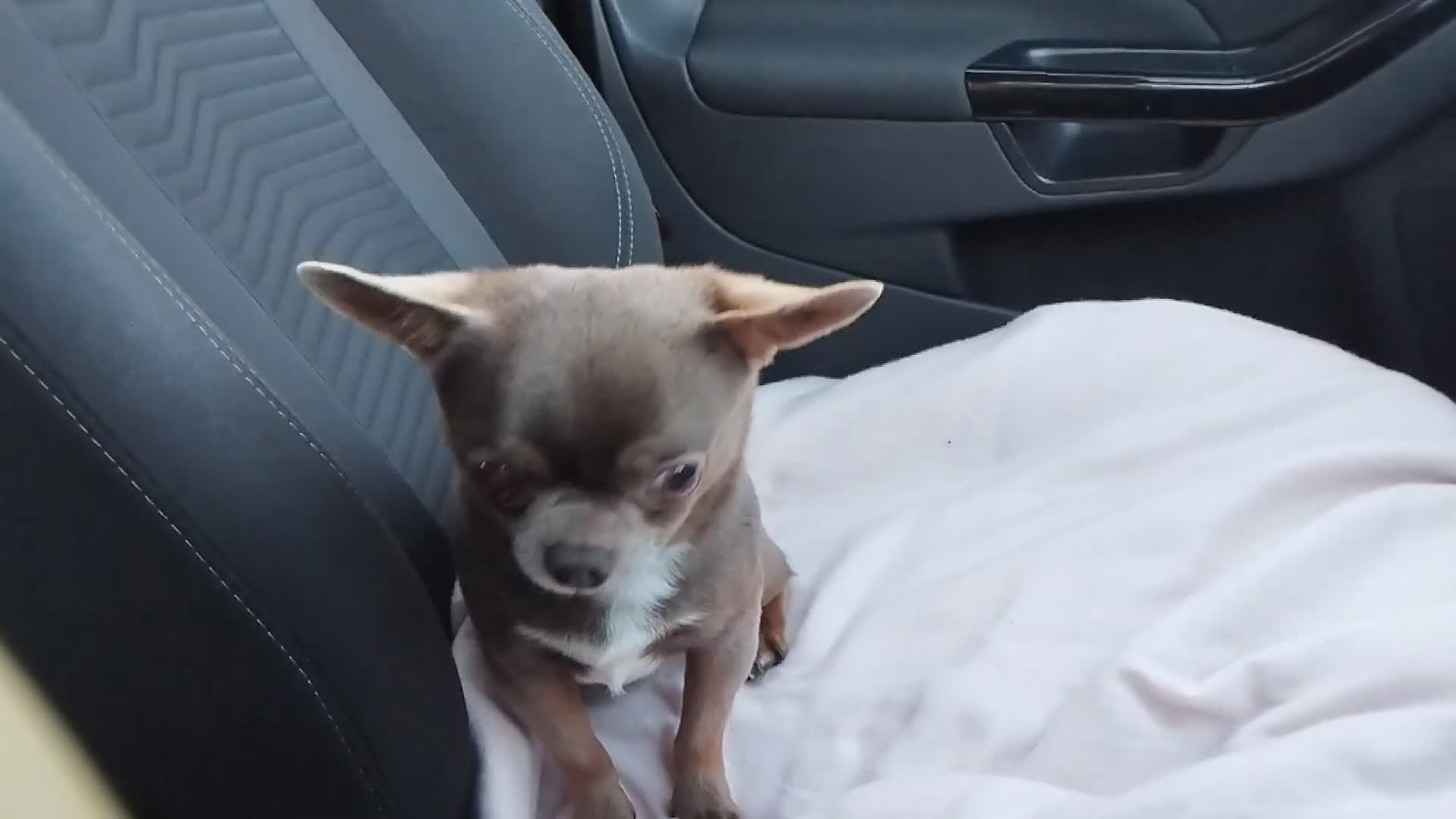 Chihuahua dogs for stud: KC reg - Health tested - PROVEN  - Video 2