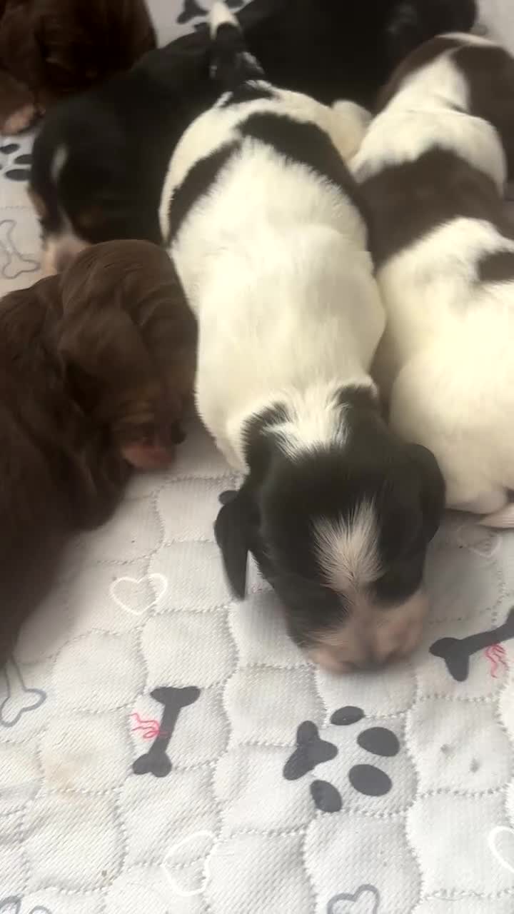 Cocker Spaniel dogs for sale: Gorgeous Cocker Spaniel pups for sale! - Video 1