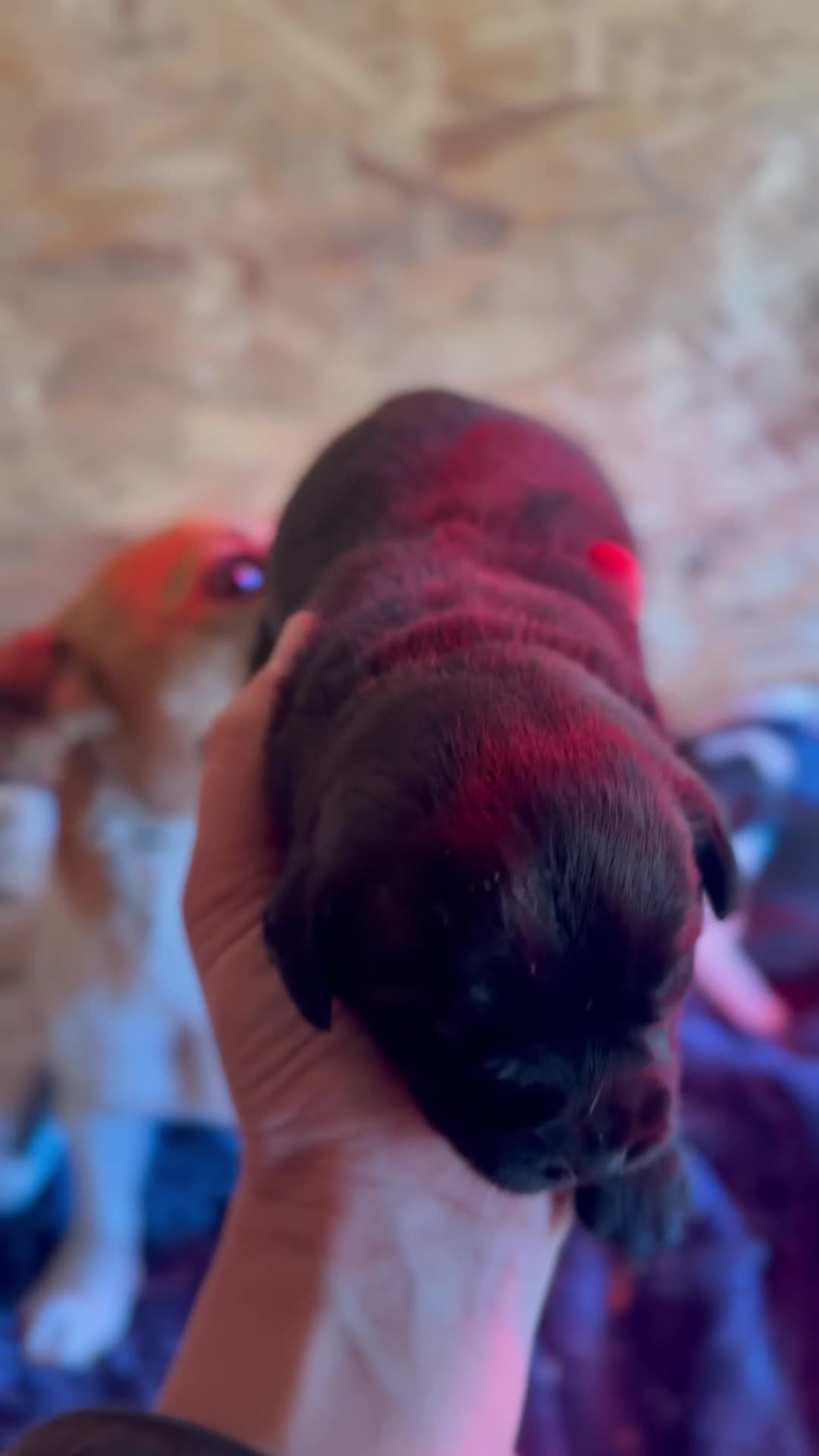 Mixed Breed dogs for sale: 4 beautiful spaniel X jack russel pups ❤️ - Video 3