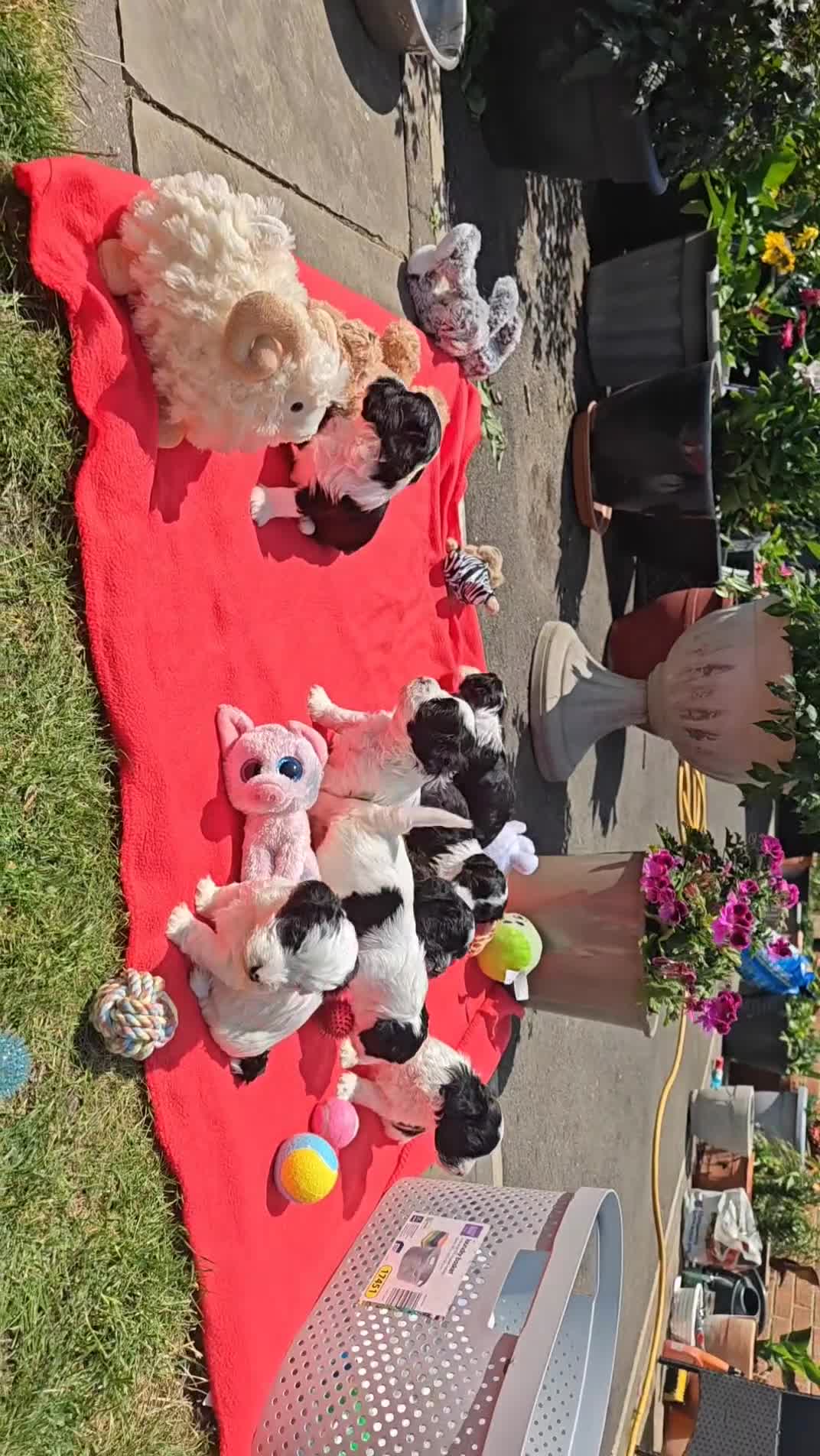 Havanese dogs for sale: Show quality litter of kc reg havanese puppies in Lincoln - Video 3