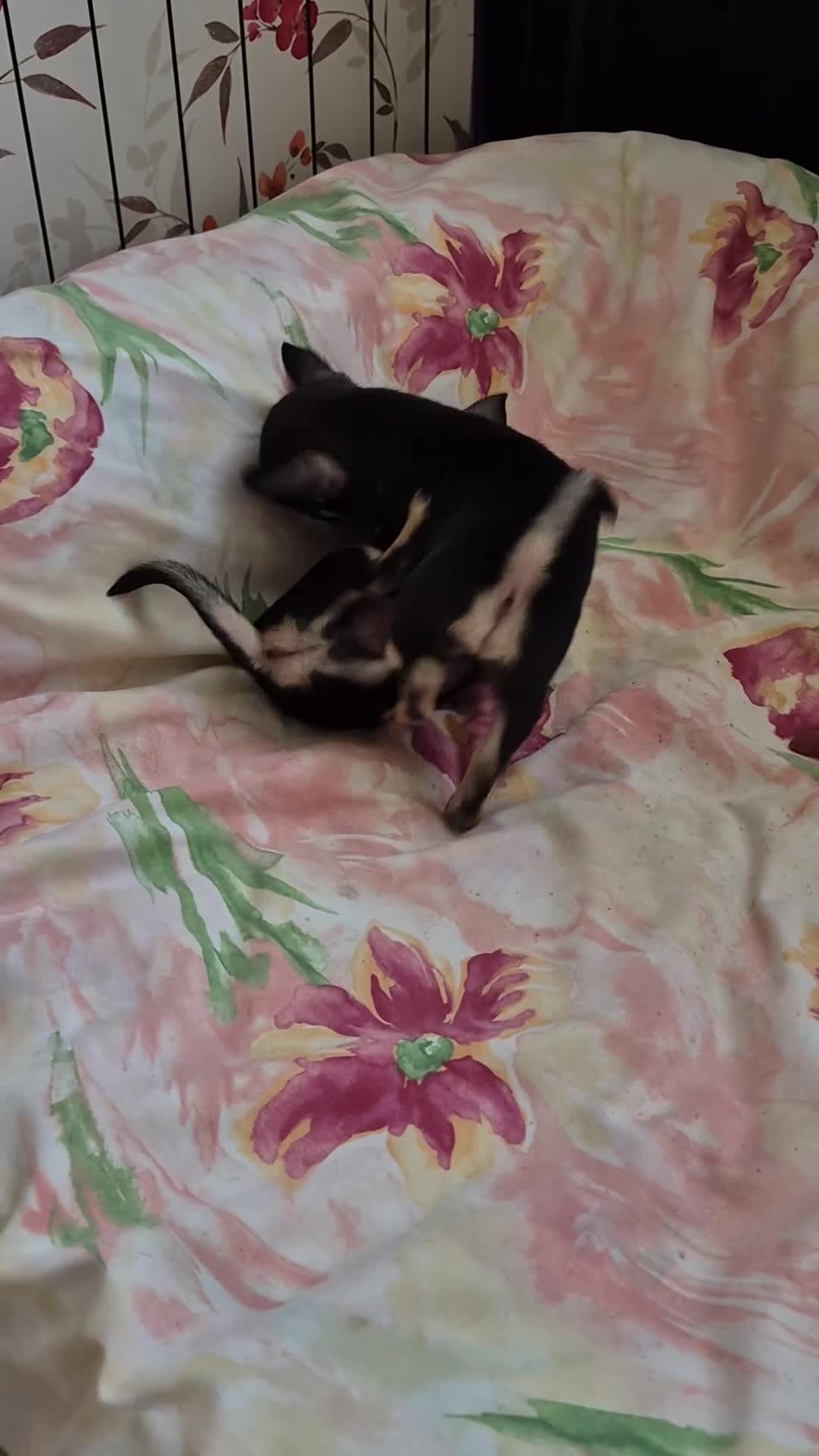 Chihuahua dogs for sale: Chihuahua! - Video 1