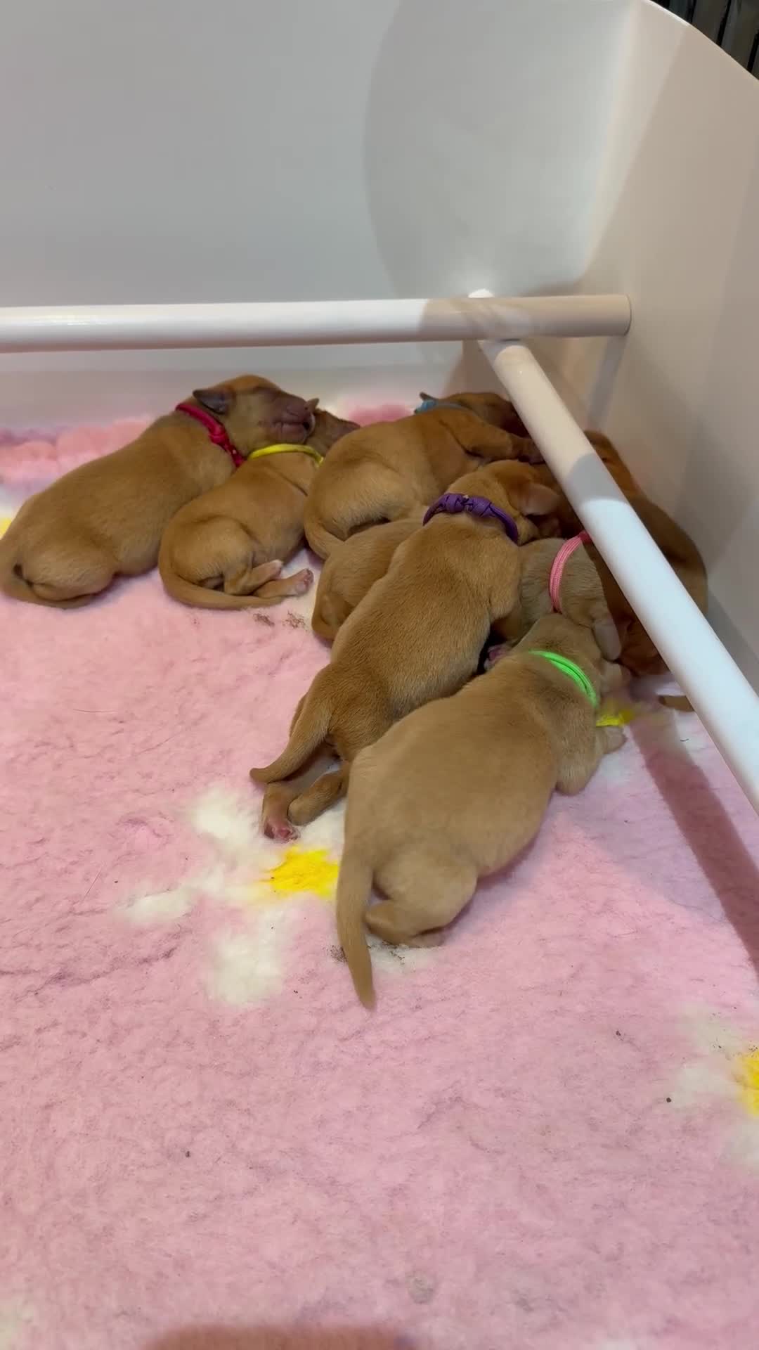Labrador Retriever dogs for sale: Health Tested Labrador Puppies For Sale  - Video 2