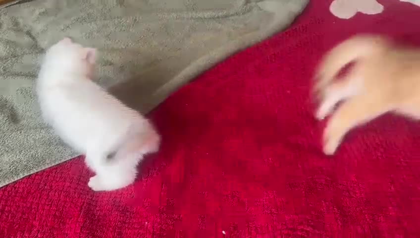 British Shorthair cats for sale: 1 TICA REG BSH GOLDEN COLOURPOINT POINT  - Video 2