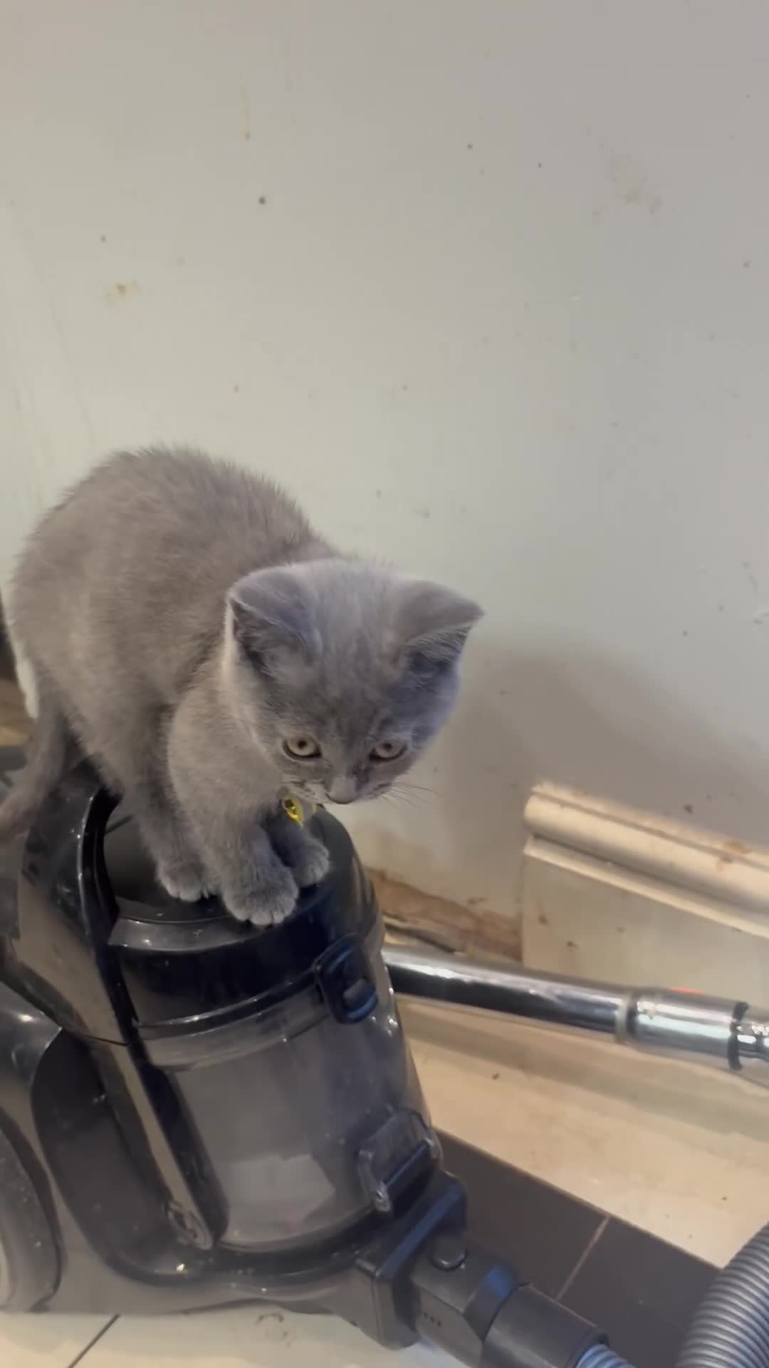 British Shorthair cats for sale: British Shorthair kittens  - Video 3