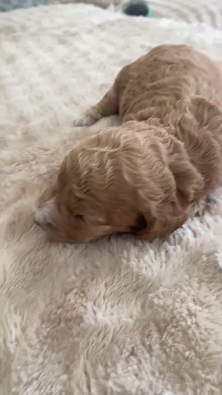 Cockapoo dogs for sale: 🐾 Adorable Cockapoo Boy Puppy  🐾 - Video 1