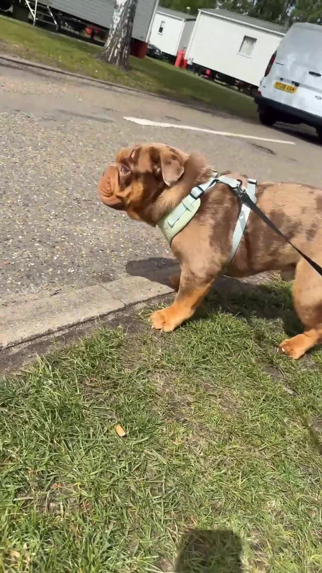 English Bulldog dogs for sale: Chocolate Merle looking for new home - Video 1