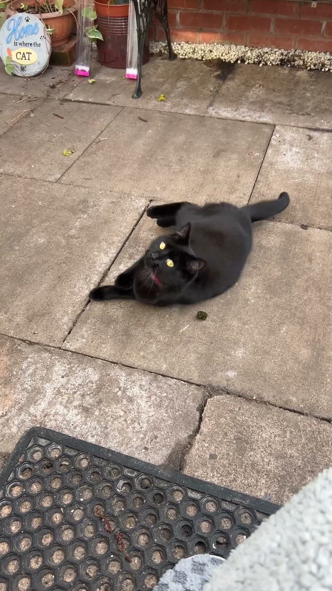 Mixed Breed cats for sale: Sweet girl, black cat for sale - Video 1