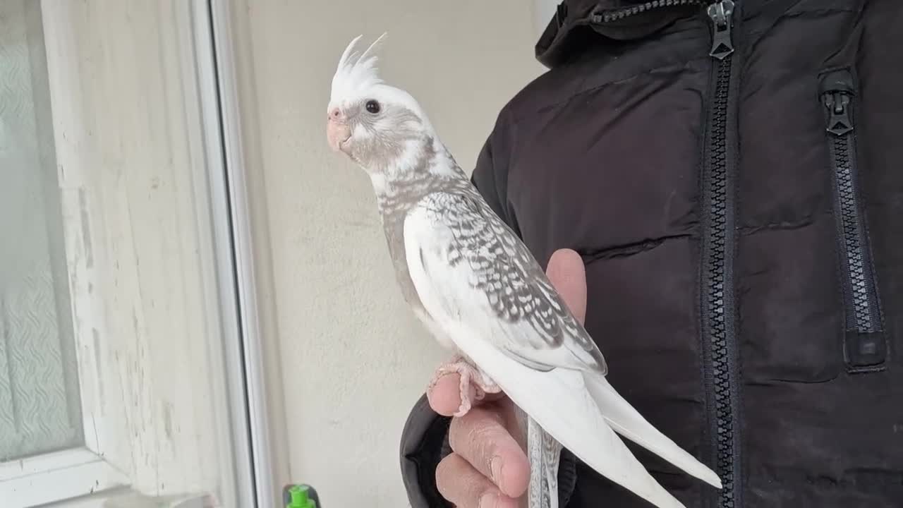 Cockatiels birds for sale: Super hand tamed baby cockatiels  - Video 2