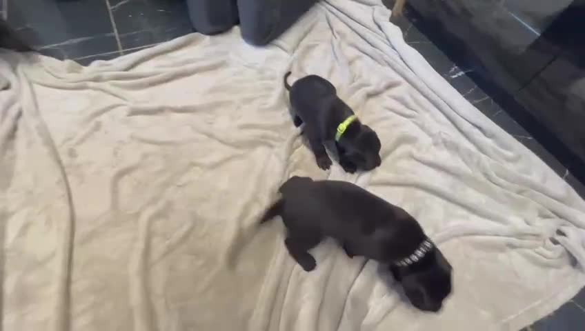 Great Dane dogs for sale: Only 2 beautiful Great Dane girls left. Ready now - Video 1