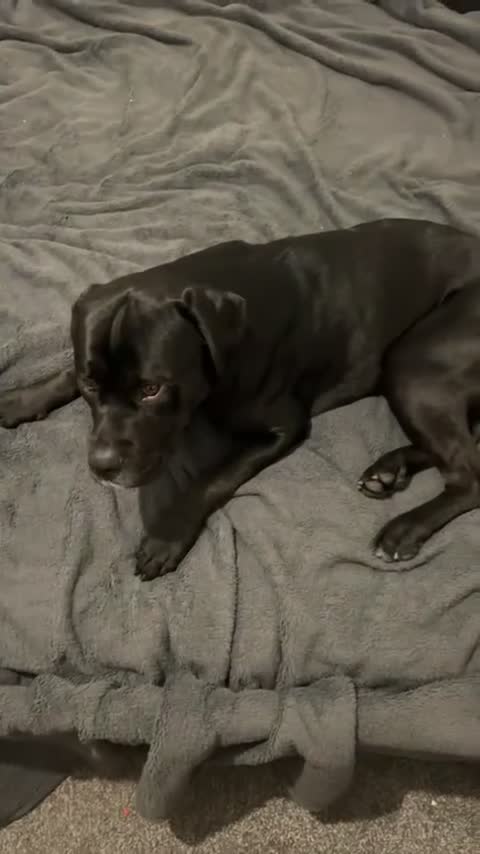 Mixed Breed dogs for stud: Cane corso x black lab - Video 2