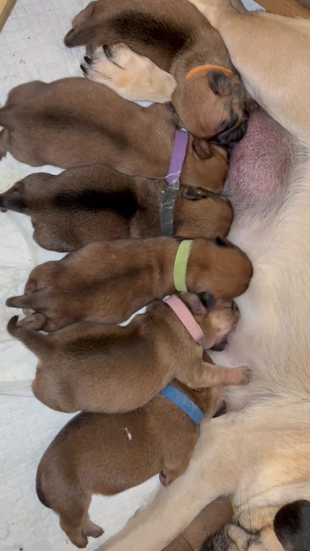 Jug dogs for sale: Jug Puppies  - Video 1