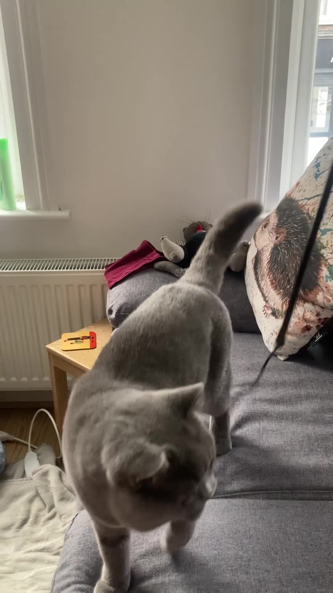 British Shorthair cats for sale: Playful British Shorthair Male (Neutered) - Video 2