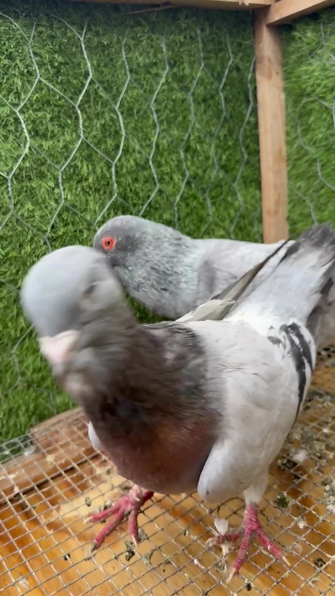 Doves birds for sale: Syrian pigeons for sale - Video 2