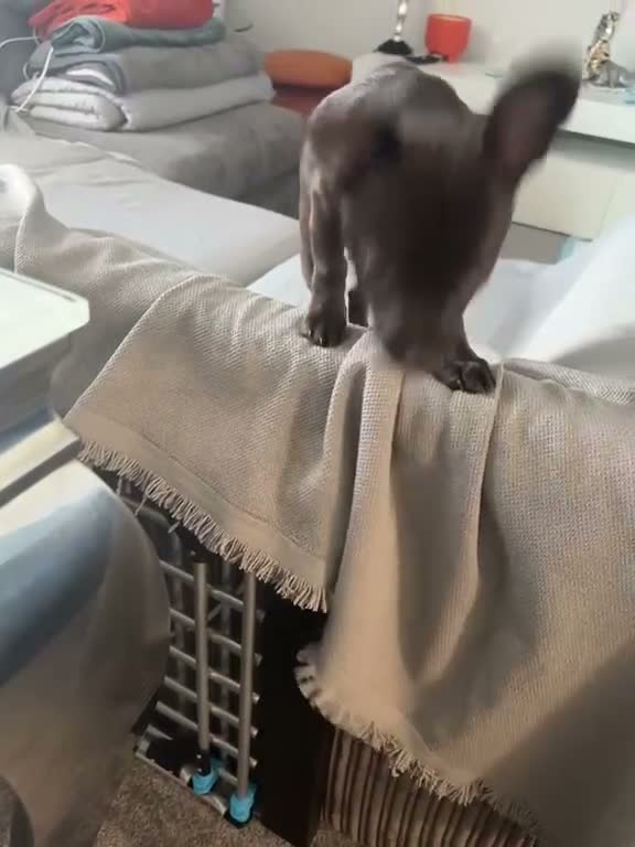 Chihuahua dogs for sale: Beautiful Chihuahua Boy for Sale - Video 1