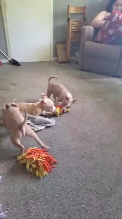American Bully dogs for sale: American pocket bully puppies - Video 1
