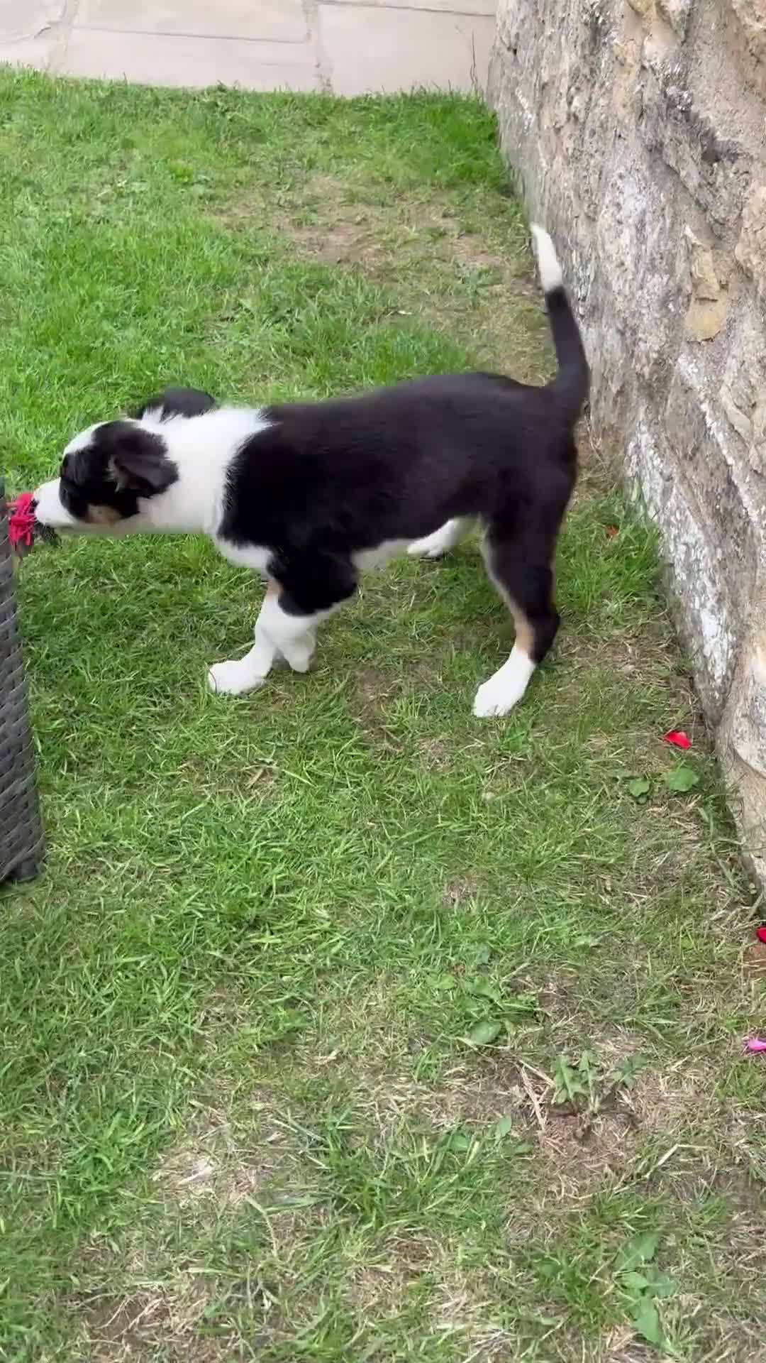 Border Collie dogs for sale: One Wonderful Boy Available - Video 4